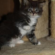 Maine Coon Gumle - Mors Kat