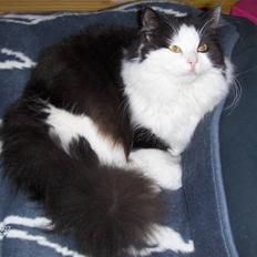 Maine Coon Oliver *solgt*