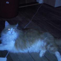 Maine Coon Trewlany's Aka. Max