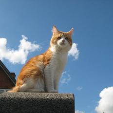 Maine Coon Trewlany's Aka. Max