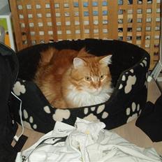 Maine Coon Winchester