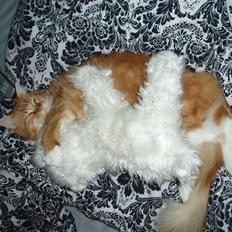 Maine Coon Winchester