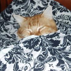 Maine Coon Winchester