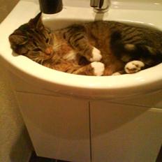 Blanding af racer Karla