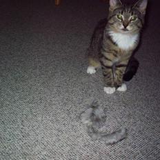 Blanding af racer Karla