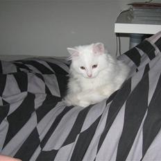 Maine Coon Snowflake