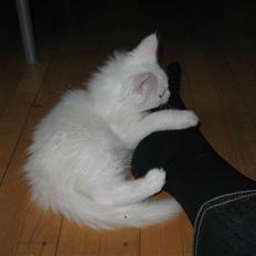 Maine Coon Snowflake