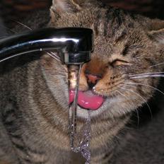 Blanding af racer Kisser