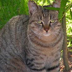 Blanding af racer Kisser