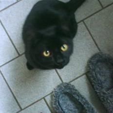 Blanding af racer Blackie