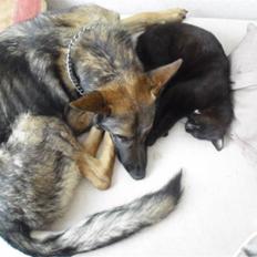 Blanding af racer Blackie