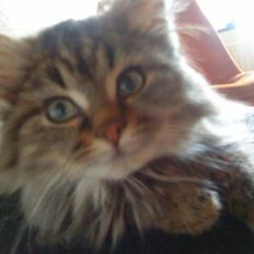 Blanding af racer Perle