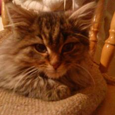 Blanding af racer Perle