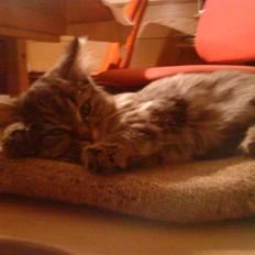 Blanding af racer Perle