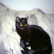 Blanding af racer silke