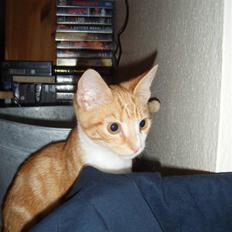 Huskat Garfield 22. september