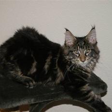 Maine Coon Coonfighters Bozzer
