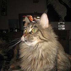 Maine Coon Belisha