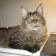 Maine Coon Belisha