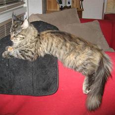 Maine Coon Belisha