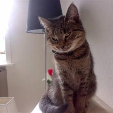 Huskat Cleopratra mille marie 