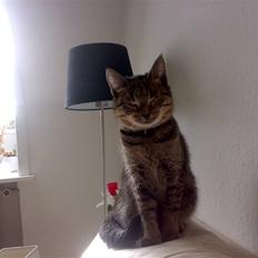 Huskat Cleopratra mille marie 