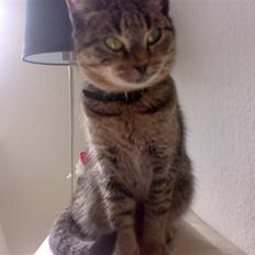 Huskat Cleopratra mille marie 