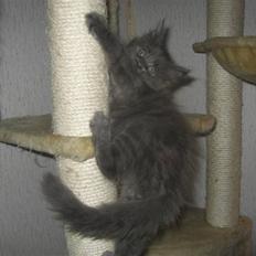 Maine Coon Belisha Girl`s Phoenix