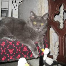 Maine Coon Belisha Girl`s Phoenix