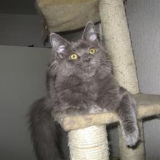 Maine Coon Belisha Girl`s Phoenix