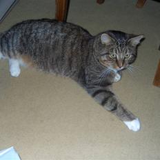 Blanding af racer Simba