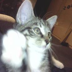 Blanding af racer Simba