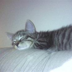 Blanding af racer Simba