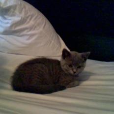 British Shorthair Mille