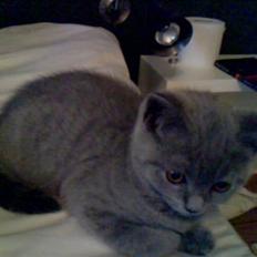British Shorthair Mille