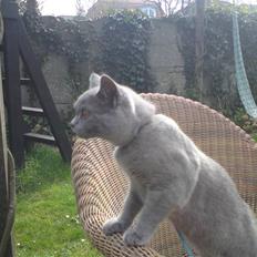 British Shorthair Mille