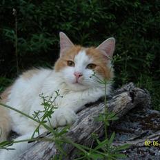 Blanding af racer Sammy *EFTERLYST*