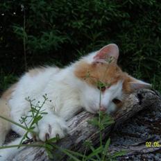 Blanding af racer Sammy *EFTERLYST*