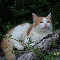 Blanding af racer Sammy *EFTERLYST*