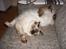 Ragdoll Pippin - ja normalt sover han ikke :D