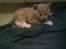 Blanding af racer garfield (killing) - garfield..