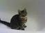 Blanding af racer garfield (killing) - Ratatulie