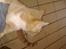 Blanding af racer garfield (killing) - garfield