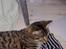 Blanding af racer garfield (killing) - ratta
