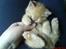 Huskat Oliver EFTERLYSES!!!