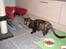 Blanding af racer Kitty - Kitty