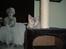 Blanding af racer Kitty - Amanda