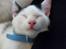 Huskat Lucifer - zzzZZZZZZZZZzzzzzzz
