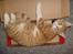 Huskat Rollo