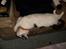 Huskat Lucifer